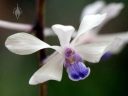 Vanda coerulescens, orchid species flower, blue white and purple flower, Orchids in the Park 2018, Hall of Flowers, Golden Gate Park, San Francisco, California