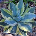 Variegated agave, succulent plant with spines on leaves, Ruth Bancroft Garden, Walnut Creek, California