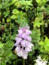 Dactylorhiza maculata, orchid species flowers, Heath Spotted Orchid, Moorland Spotted Orchid, white and purple flowers, terrestrial orchid, Fimmvörðuháls Hiking Trail, Fimmvorduhals Trail, southern Iceland, July 2018