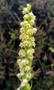 Pseudorchis albida subspecies straminea, orchid species flowers, Vanilla Scented Bog Orchid, greenish white flowers, terrestrial orchid, Fimmvörðuháls Hiking Trail, Fimmvorduhals Trail, southern Iceland, July 2018