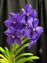 Vanda Pachara Delight, orchid hybrid flowers and leaves, Pacific Orchid Expo 2017, San Francisco, California