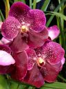 Vanda Robert's Delight 'Garnet Beauty' FCC/AOS, orchid hybrid flowers, Pacific Orchid Expo 2018, San Francisco, California