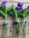 Vanda plants showing leaves roots and flowers in small plastic baskets, Pacific Orchid Expo 2018, San Francisco, California