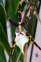 Brassia hybrid flower, Spider Orchid, close-up of large flower, grown indoors in Pacifica, California