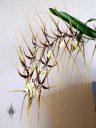 Brassia orchid hybrid flowers, Spider Orchid, large flowers, grown indoors in Pacifica, California