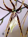 Brassia orchid hybrid flower, Spider Orchid, close-up of large flower, grown indoors in Pacifica, California