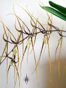 Brassia hybrid flowers, Spider Orchid, large flowers, grown indoors in Pacifica, California