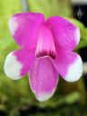 Dendrobium cuthbertsonii, orchid species flower, pink and whiteflower, miniature orchid, Orchids in the Park 2018, Hall of Flowers, Golden Gate Park, San Francisco, California