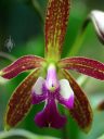 Epicattleya Fascination, orchid hybrid flower, cattleya, Orchids in the Park 2013, San Francisco, California