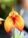 Masdevallia orchid flower, orange and red flower, Orchids in the Park 2013, San Francisco, California