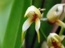 Masdevallia polysticta, orchid species flower, Pleurothallid, miniature orchid, Orchids in the Park 2018, Hall of Flowers, Golden Gate Park, San Francisco, California
