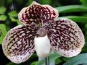 Paphiopedilum orchid flower, Lady Slipper, Paph, Orchids in the Park 2016, San Francisco, California