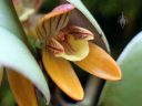 Pleurothallopsis monetalis, orchid species flower, Pleurothallid, miniature orchid, Orchids in the Park 2018, Hall of Flowers, Golden Gate Park, San Francisco, California