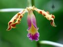 Schomburgkia exaltata, AKA Myrmecophila exaltata, orchid species flower, Orchids in the Park 2016, San Francisco, California