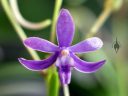 Vanda Charm, AKA Darwinara Charm, purple flower, orchid hybrid flower, Orchids in the Park 2016, San Francisco, California