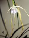 Brassavola cucullata, daddy long-legs orchid, orchid species flower, fragrant white flower, Orchids in the Park 2017, San Francisco, California