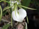 Brassavola nodosa 'Susan Fuchs' FCC/AOS, orchid species flower, fragrant white flower, Lady-of-the-night orchid, Orquídea dama de noche, Orchids in the Park 2017, San Francisco, California