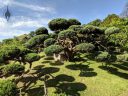 Sculpted trees and their shadows, pruned trees, Buenos Aires Japanese Gardens, Jardín Japonés de Buenos Aires, Parque Tres de Febrero, Palermo neighborhood, Argentina