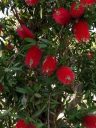 Callistemon, Bottle Brush Tree flowers, red flowers, Buenos Aires Japanese Gardens, Jardín Japonés de Buenos Aires, Parque Tres de Febrero, Palermo neighborhood, Argentina