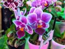 Moth Orchid flowers in gift shop, Phalaenopsis, Phal, Buenos Aires Japanese Gardens, Jardín Japonés de Buenos Aires, Parque Tres de Febrero, Palermo neighborhood, Argentina