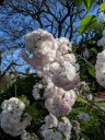 Cherry blossoms, sakura, Buenos Aires Japanese Gardens, Jardín Japonés de Buenos Aires, Parque Tres de Febrero, Palermo neighborhood, Argentina