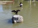 Cormorant flapping wings while standing on rock in koi pond, bird, Buenos Aires Japanese Gardens, Jardín Japonés de Buenos Aires, Parque Tres de Febrero, Palermo neighborhood, Argentina