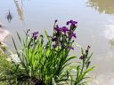 Purple iris flowers planted near koi lagoon, Buenos Aires Japanese Gardens, Jardín Japonés de Buenos Aires, Parque Tres de Febrero, Palermo neighborhood, Argentina