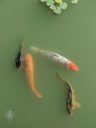 Koi, large goldfish swimming in Koi pond, Buenos Aires Japanese Gardens, Jardín Japonés de Buenos Aires, Palermo neighborhood, Argentina