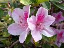 Rhododendron flowers, Buenos Aires Japanese Gardens, Jardín Japonés de Buenos Aires, Parque Tres de Febrero, Palermo neighborhood, Argentina