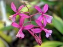 Cochlioda vulcanica, AKA Oncidium vulcanicum, orchid species flowers, pink flowers, grown outdoors in Pacifica, California