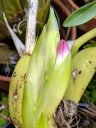 Coelia bella, orchid species flower buds, grown outdoors in Pacifica, California