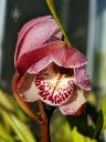 Cymbidium hybrid flowers, flowers with water drops, partially open flowers, grown outdoors in Pacifica, California