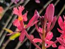 Epidendrum flowers and buds, red and yellow orchid flowers, grown outdoors in Pacifica, California