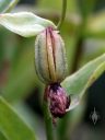 Epipactis gigantea orchid seedpod with split on side of seedpod, Stream Orchid, San Francisco, California