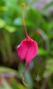 Masdevallia Swallow, orchid hybrid flower, red flower, pleurothallid, grown outdoors in Pacifica, California