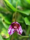 Masdevallia chaparensis, orchid species flower, purple and white flower, pleurothallid, grown outdoors in Pacifica, California