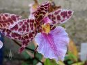 Odontoglossum bic-ross, Odont, AKA Rhynchostele, orchid hybrid flower, grown outdoors in Pacifica, California