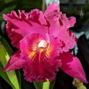 Brassolaeliocattleya Chia Lin 'Shinsu #1' AM/JOGA, Cattleya orchid hybrid flower, corsage orchid, frilled flower lip, Filoli Orchid Show, Filoli Historic House and Garden, Woodside, California