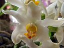 Chysis bractescens, orchid species flower, Filoli Orchid Show, Filoli Historic House and Garden, Woodside, California