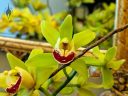 Cymbidium orchid flowers, Filoli Orchid Show, Filoli Historic House and Garden, Woodside, California