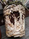 Cymbidium orchid roots, white roots, terrestrial orchid roots growing in soil, plant grown outdoors in Pacifica, California