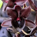 Fredclarkeara L'amour de vie de Sue, black flowers, Catasetum orchid hybrid flowers, Filoli Orchid Show, Filoli Historic House and Garden, Woodside, California