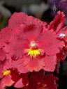 Odontioda Burning Bed 'Lascivious', orchid hybrid flower, red and yellow flower, Filoli Orchid Show, Filoli Historic House and Garden, Woodside, California