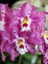 Odontioda (McLaren Vale x (Aviewood X Durham City)), orchid hybrid flowers, Odonts, Filoli Orchid Show, Filoli Historic House and Garden, Woodside, California