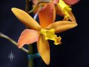 Cattleya flower, Pacific Orchid Expo 2018, San Francisco, California