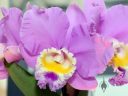 Cattleya hybrid, orchid with frilly flower lip, Pacific Orchid Expo 2014, San Francisco, California
