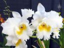 Cattleya hybrid, orchid with frilly flower lip, Pacific Orchid Expo 2014, San Francisco, California