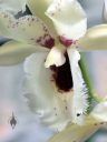 Clowesia Grace Dunn 'Chadds Ford' AM/AOS x Catasetum Orchidglade 'Davie Ranches' AM/AOS, close up of orchid flower lip, Pacific Orchid Expo 2018, San Francisco, California