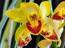 Cymbidium Psychotic x Highland Advent, orchid hybrid flower, peloric orchid, Pacific Orchid Expo 2019, Hall of Flowers, Golden Gate Park, San Francisco, California