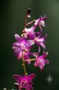 Dendrobium kingianum 'TR Samara', orchid species flowers, Pacific Orchid Expo 2018, San Francisco, California